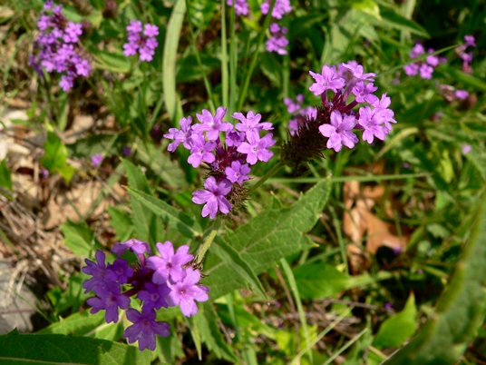 {Verbena rigida}